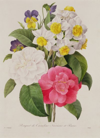 Camelie, Narcisi e Viole del pensiero, inciso da Victor, pub. 1827 da Pierre Joseph Redouté